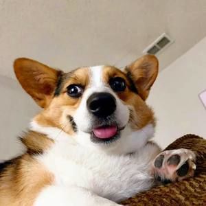 Meet your Posher, Skippy